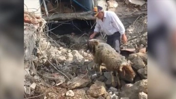 Gaziantep'te enkaz altında kalan 5 küçükbaş hayvan kurtarıldı