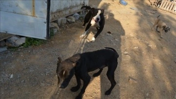 Gaziantep'te terk edilen pitbull cinsi 10 köpek barınağa alındı