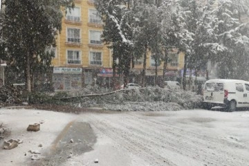 Gaziantep’te yoğun kar yağışı nedeniyle ağaçlar devrildi