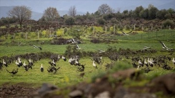 Göçmen kuşların uğrak yeri Hatay, gözlemcilerin de rotasında