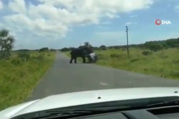 Güney Afrika’da kızgın fil 4 kişilik ailenin bulunduğu araca saldırdı