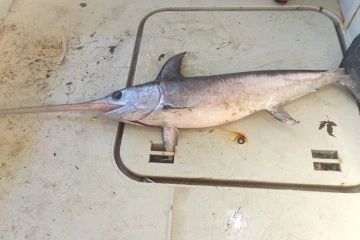 Hamsi ağına bir buçuk metrelik kılıç balığı takıldı