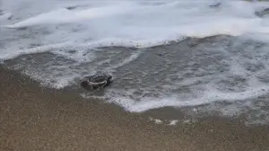 Hatay'da yeşil deniz kaplumbağalarının yuva sayısındaki artış sevindirdi