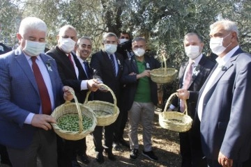 Hatay'da 'Zeytin ve Zeytinyağı Festivali' coşkusu