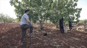 İdlib'de siviller Esed rejiminin saldırılarına rağmen incir hasat ediyor