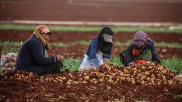 İdlib'deki siviller, hasat edilen tarlalardan patatesleri toplayarak geçiniyor