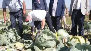 İki bin rakımlı Daphan Ovası'ndaki seralarda sebze ve meyve hasadına başlandı