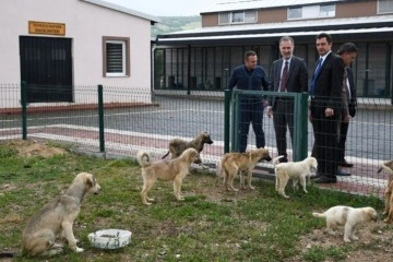 İnegöl'de bin 380 köpek kısırlaştırıldı, 3 bin 161 hayvan tedavi edildi