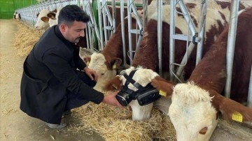 İneklere sanal gerçeklikle yeşil çayırları izleterek süt üretimini artırmayı hedefliyor