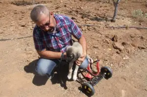 İnsanlık ölmemiş dedirten davranış: Patileri ezilen köpeği yürüteç ile ayağa kaldırdı