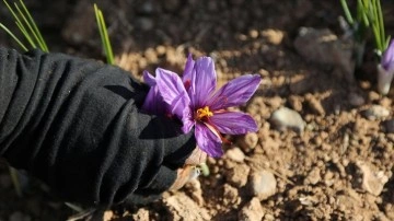 İran'da kuraklık nedeniyle 'kızıl altın' safranın çiçekleri açmadı