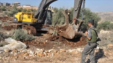 İsrail güçleri Batı Şeria'da Filistinlilere ait 250 zeytin ağacını söktü