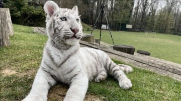 İstanbul'da bir villada, doğada nadir bulunan 'beyaz kaplan' ele geçirildi