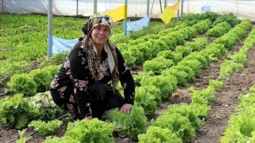Kadın girişimci devlet desteğiyle büyüttüğü serasında sebze üretiyor