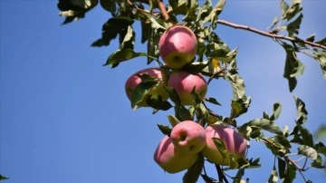 Kağızman'ın tescilli ürünü uzun elmada kuraklığa rağmen verim arttı