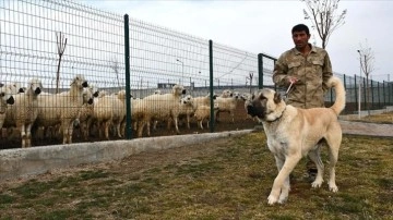 Kangal köpekleri 'tam donanımlı' merkezde özenle yetiştiriliyor