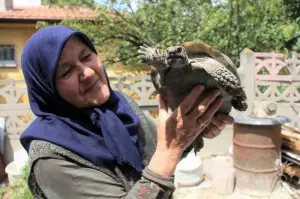 Kaplumbağa terbiyecisi Zekiye teyze