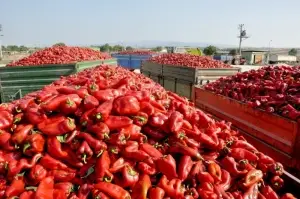 Kapya biberinde hasat başladı, çiftçi umutlu