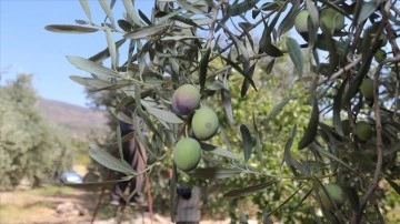 Karaman'da hedef zeytin ve zeytinyağı üretiminde marka olmak