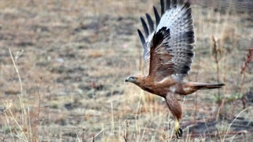 Kars sonbaharda doğa ve yaban hayatıyla ayrı bir güzelliğe büründü