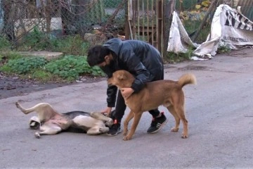 Kaybolan köpeğini bulana 2 bin 500 lira ödül verecek