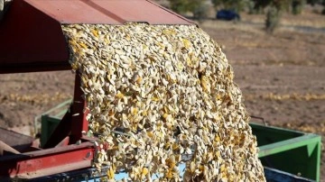 Kayseri'de çerezlik kabak çekirdeğinde rekolte ve fiyat üreticiyi sevindirdi