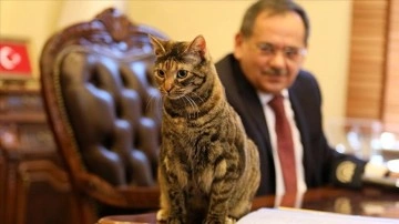 Kedi 'Mayıs' Başkan Demir'e mesai arkadaşlığı yapıyor