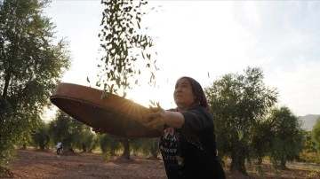 Kilis'te kooperatif kuran girişimci kadınlar, zeytinyağı ve sabun üretimine başladı