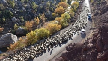 Kışlaklara dönen göçerlerin çadırlarda zorlu yaşamı