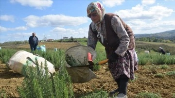 Kocaeli tıbbi ve aromatik bitki üreticiliğinin merkezi olma yolunda