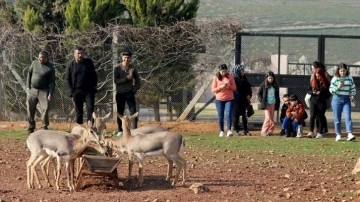 Koruma altındaki dağ ceylanlarını 2022'de 3 bin kişi doğal ortamında ziyaret etti