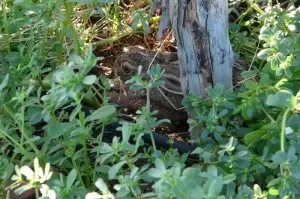 Köylüyle yaban tavşanının sevimli dostluğu