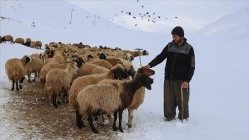 Kuraklıktan etkilenen Vanlı besicileri kar yağışı sevindirdi