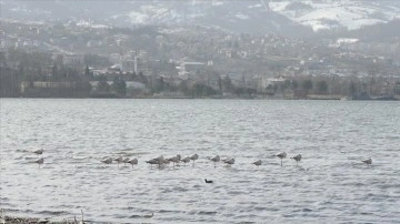 Kuş gözlemcilerinin gözde rotası: İzmit Körfezi Sulak Alanı