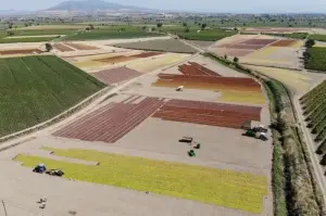 Manisa Ovasına serilen binlerce ton üzüm renk cümbüşü oluşturdu