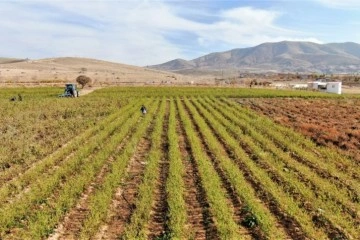 Marketlerdeki fiyata kızdı, 20 dönümlük sebze tarlasını vatandaşlara ücretsiz açtı