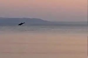 Marmara’da yunusların yaptığı geçiş izleyenleri mest etti