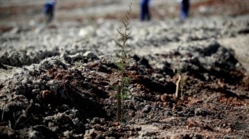 Mehmetçik yılda 250 bin fidanı kışlalarda toprakla buluşturuyor