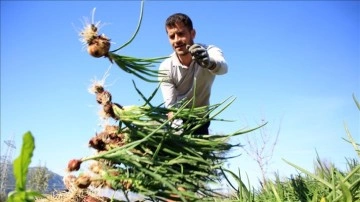 Mersin'de yeşil soğan hasadı başladı