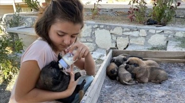 Minik Sude yaralı bulduğu köpek ile 7 yavrusuna özenle bakıyor