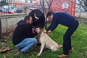 Muğla’da Bin 75 tehlike arz eden köpek ırkı kayıt altına alındı