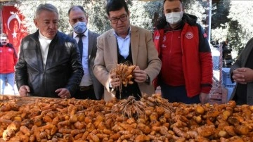 Muğla'da hasadı yapılan zerdeçal, üreticisinin yüzünü güldürdü