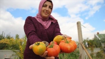 Muhasebecilikten artakalan zamanlarında 'ata tohumu' yetiştiriyor