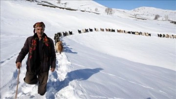 Muş'ta besiciler, yayladaki sürülerini karlı dağları aşarak köye ulaştırdı