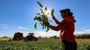 Muş'ta pancar üretiminden ekonomiye 450 milyon lira katkı bekleniyor