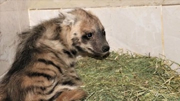 Nesli tükenme tehlikesi altındaki çizgili sırtlan yavrusu özel bakımla hayata tutundu