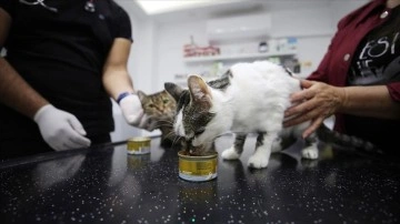 Öğretmenin sahiplendiği sokak kedisi 'Nazlı'ya kardeşi 'Çakıl'dan kan nakli yapı