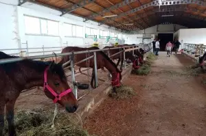 Ölüme terk edilen atlar yeni yuvalarında