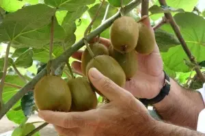 Ordu kivisinde rekolte kaybı bekleniyor