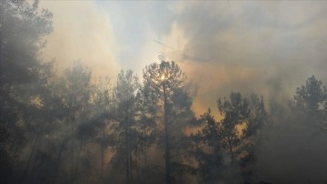 Orman yangınlarına 'yapay zeka' ile anında tespit